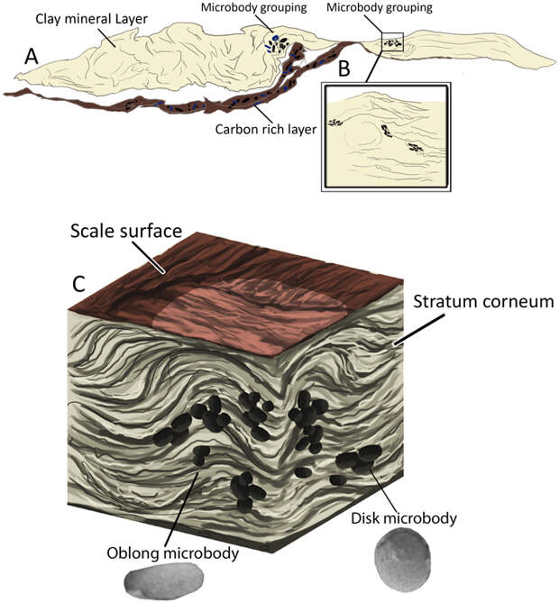 Реконструкция шкуры диплодока