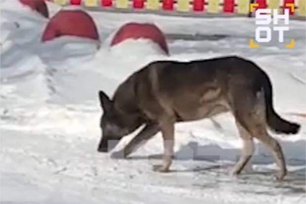 Ставшую причиной увольнения курьера «Додо Пиццы» собаку заберут в приют для животных