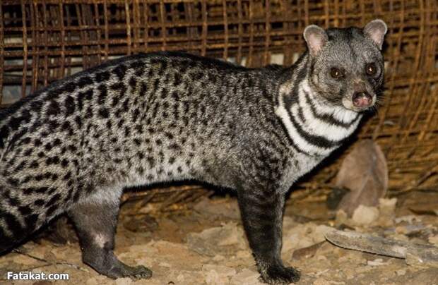 Asian Palm Civet Perfume