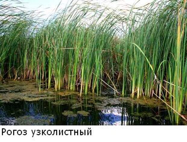 http://silverscale.lv/forum/userpix/1_1_pjatiletka03_1_1.jpg