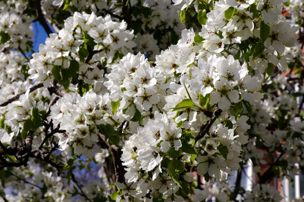 Аллергики нашли выход в сезон цветения