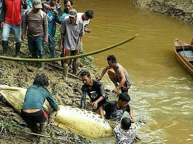 В Индонезии крокодил-людоед сожрал рабочего с плантации Калимантан, в зубах у крокодила, животне, индонезия, крокодил, крокодил-любоед, опасный хищник, чрезвычайное происшествие