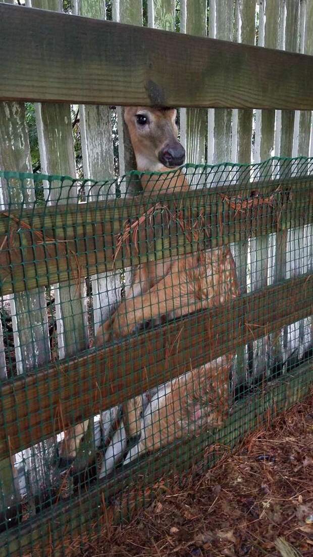 олень застрял в заборе