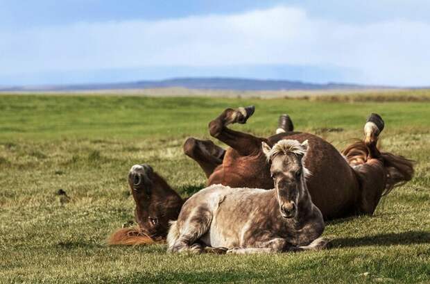 Лошади Исландии в фотографиях животные, лошади, факты, фото