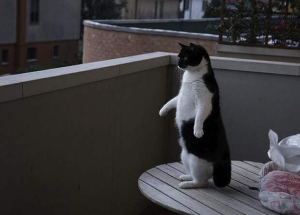 30 фотографий, которыми коты могут гордиться
