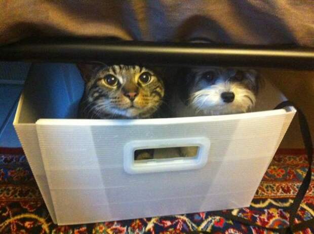 Котики