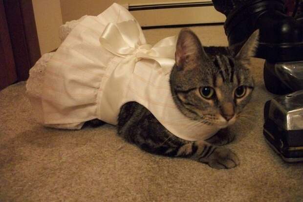 стильные кошки, кошки в модной одежде, модные коты