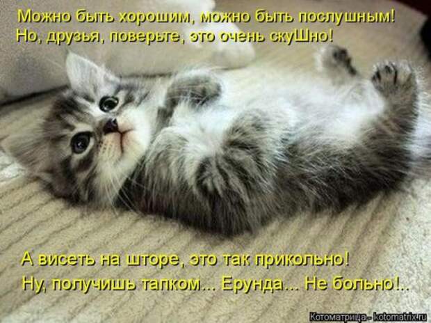 Котоматрицы (картинки с надписями)