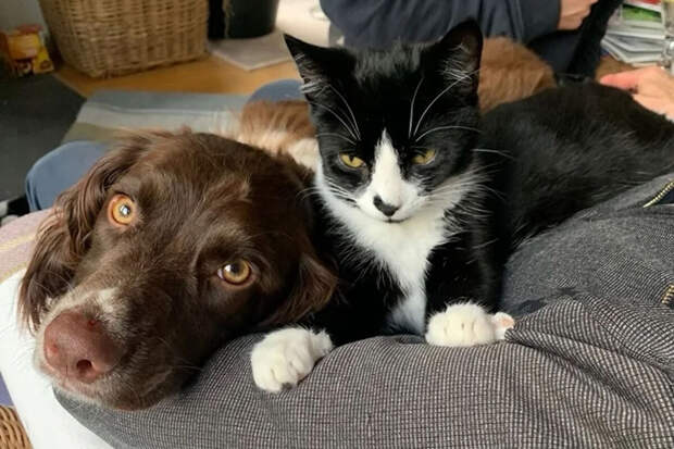 РИА: ГД в январе рассмотрит закон об ограничении числа кошек и собак в квартирах