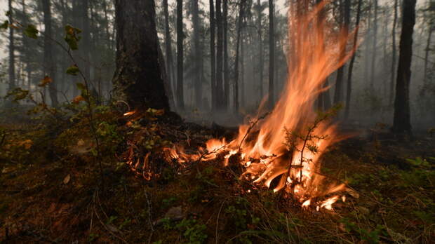 Пик пожароопасного сезона в Новосибирской области может затянуться