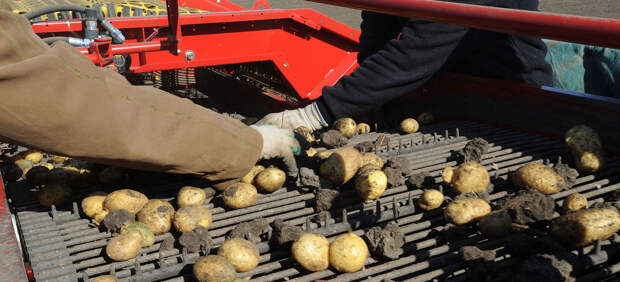 отбор картофеля2 Как производят чипсы Lays