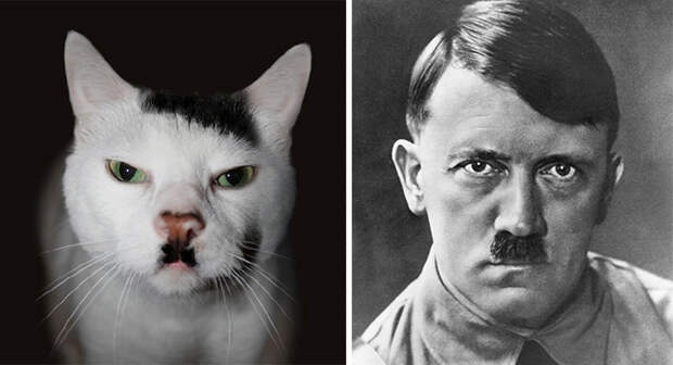 кот гитлер