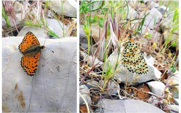Российский биолог обнаружил в Израиле новый вид бабочек