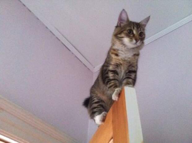 Кошки-ниндзи (34 фото)