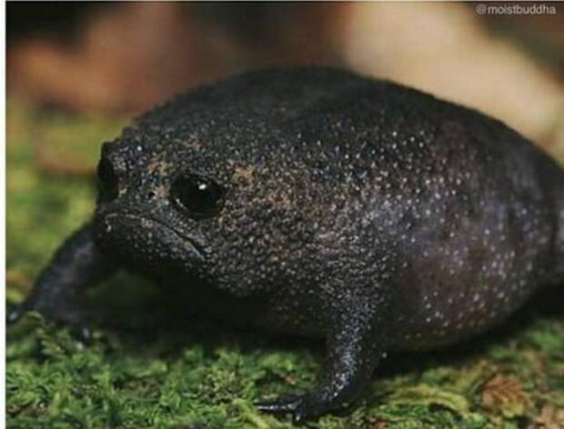 Чёрная дождевая лягушка - самая грустное земноводное в мире