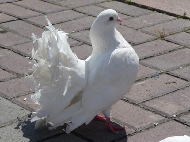 Юрист Павлова: сбившему голубя водителю грозит штраф в 600 рублей