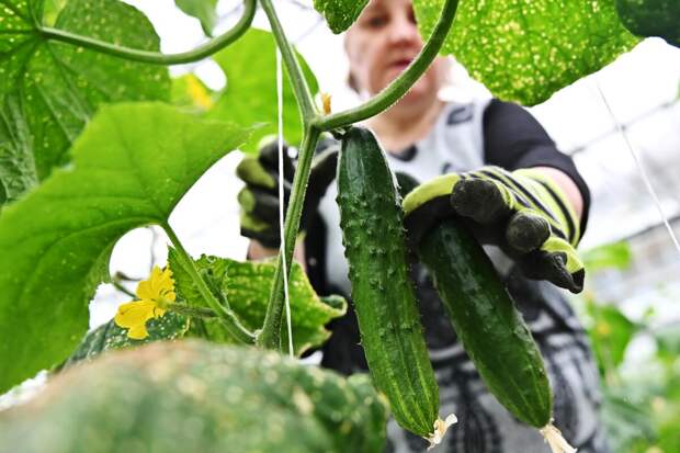 "Ценозавр": огурцы с начала года подорожали на 20,1%, до 362 рублей за килограмм