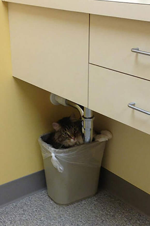 Pets Really Don’t Enjoy Visits to the Vet