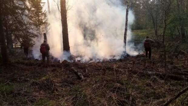 Природный пожар угрожает селу в Новосибирской области