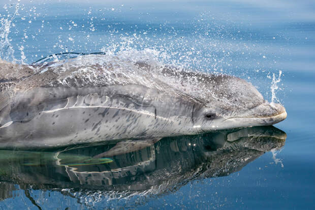 Победители конкурса фотографий Mammal Photographer 2020