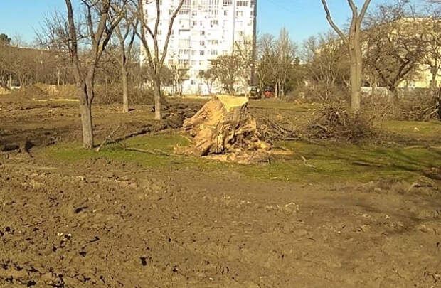 Режут по-живому: ради скейт-площадки в Севастополе спилили многолетние деревья
