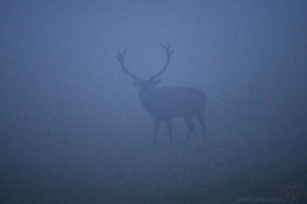 олень