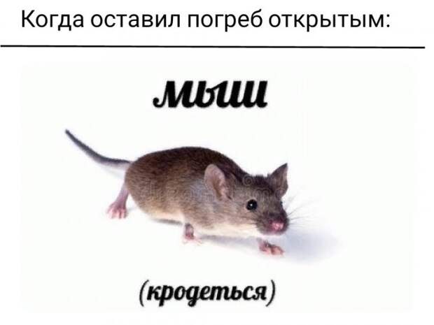 Мемы для людей старшего возраста