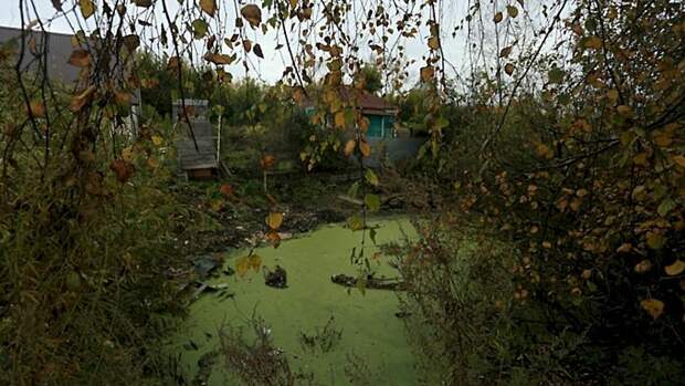 Владельцы заросших дачных участков могут получить штраф до 10 тысяч рублей