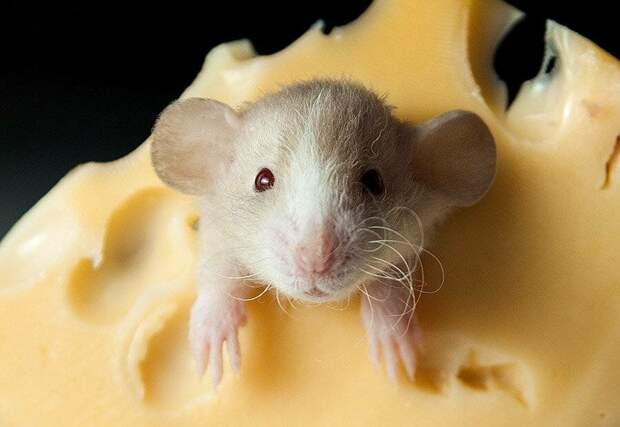 Вытащите крысу из стереотипа о любви к сыру! 