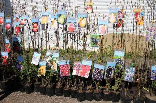 Тематическая ярмарка «Сад-огород» пройдёт в Рязани 22 апреля