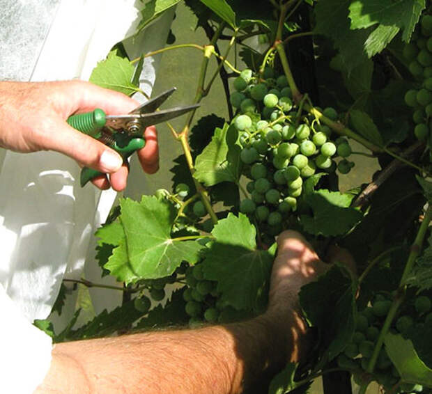 Организуется доступ солнечных лучей к гроздьям винограда