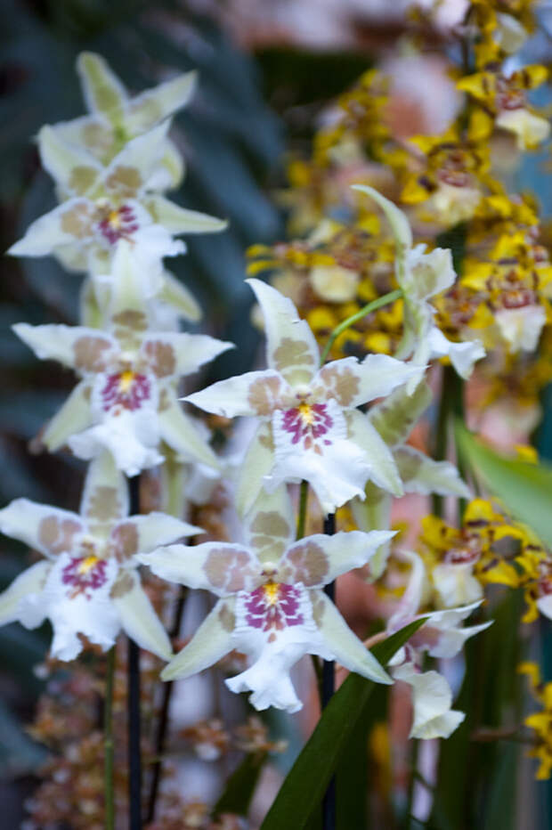 6791752040_e00d8f70f2_b[1] (465x700, 152Kb)