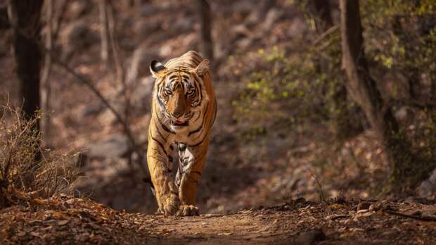 Тигр растерзал и сожрал пожилого мужчину