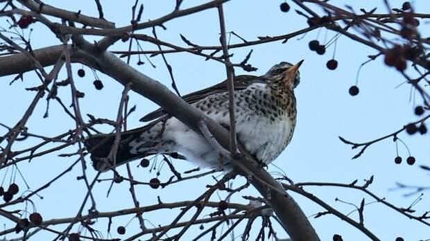 Птичий десант. Барнаул "атаковали" полчища дроздов-рябинников