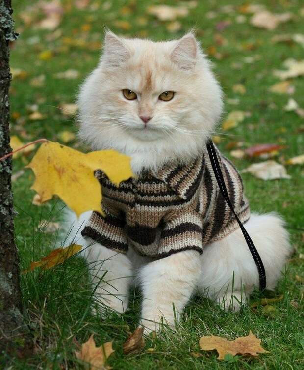 Стильные кошки, которые заставят вас почувствовать себя немодными  кошки, мода
