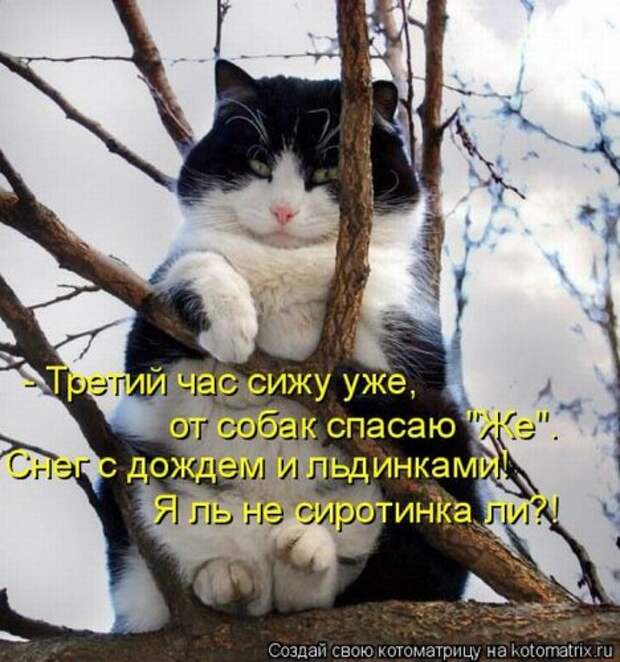 Лучшие котоматрицы недели