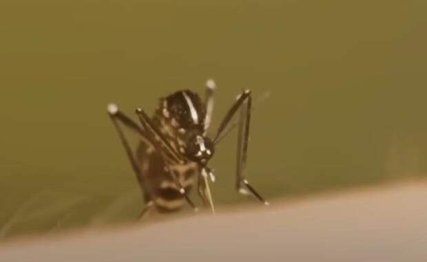 Аллерголог Быков рассказал, как защититься от комаров
