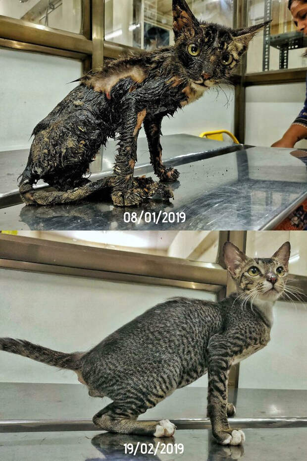 Спасённые котики, которых забрали из приюта и подарили любовь