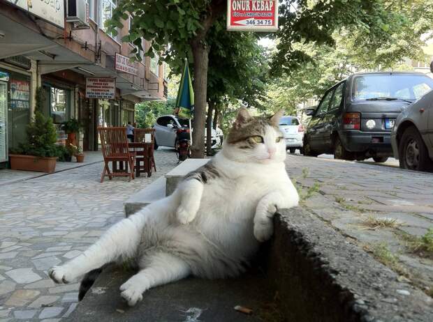 catrules01 15 правил жизни настоящего кота