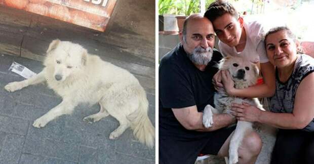 Семья встретила в другом городе своего пропавшего пса в мире, видео, животные, милота, находка, пропажа, собака
