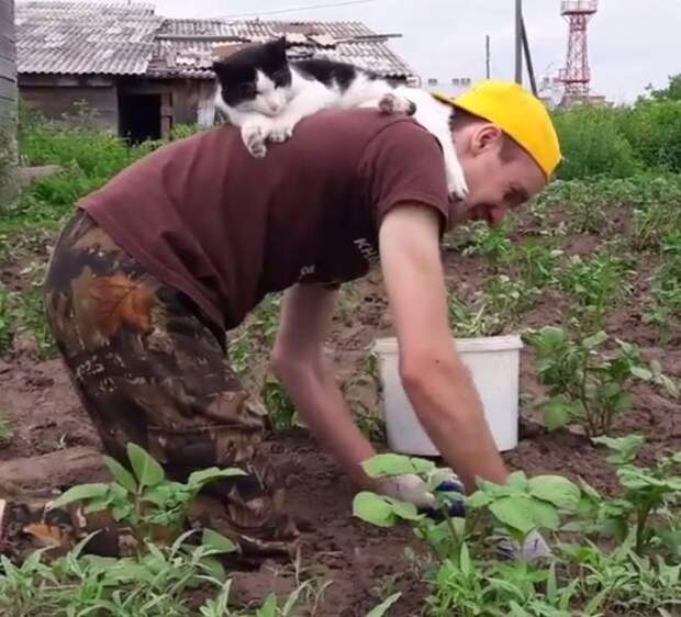 20 снимков, доказывающих, что кошки могут доставлять неудобства