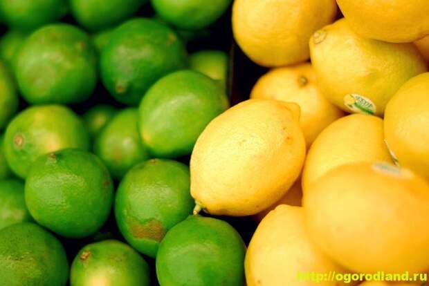 Лимон и лайм. Полезные свойства