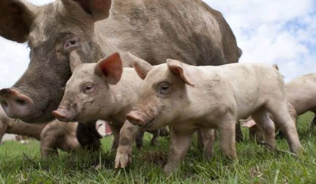 Сон для свиньи-что это значит?