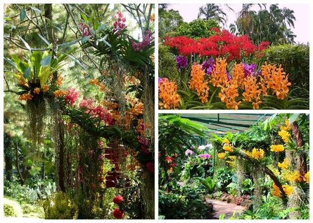 В Национальном саду орхидей собрана самая большая в мире коллекция этих волшебных цветов (Singapore Botanic Gardens). | Фото: traveltriangle.com.