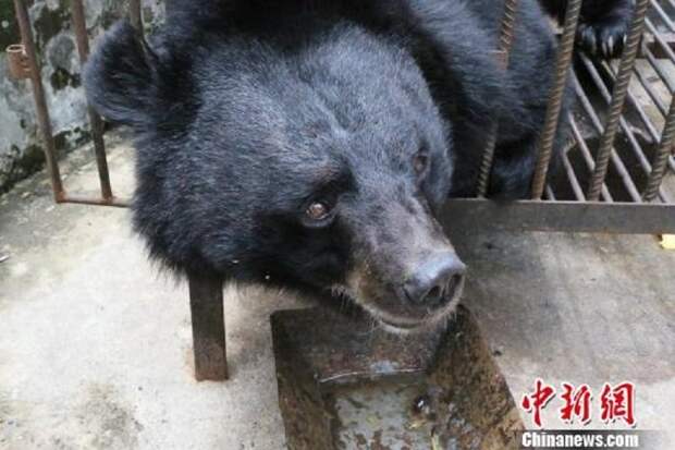 Китаец два года заботился о собаке, а она оказалась медведем животные, китай, люди, медведь, сорака