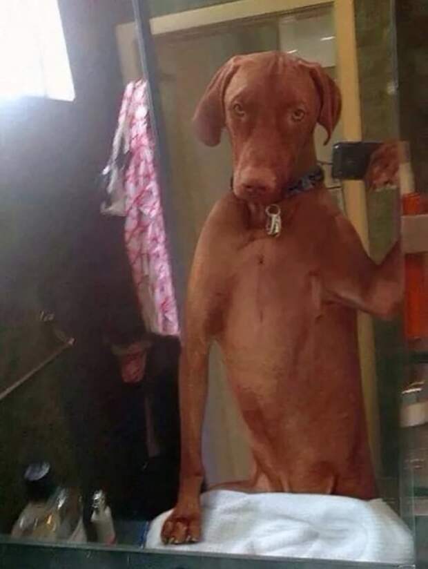 Прикольные селфи людей и животных