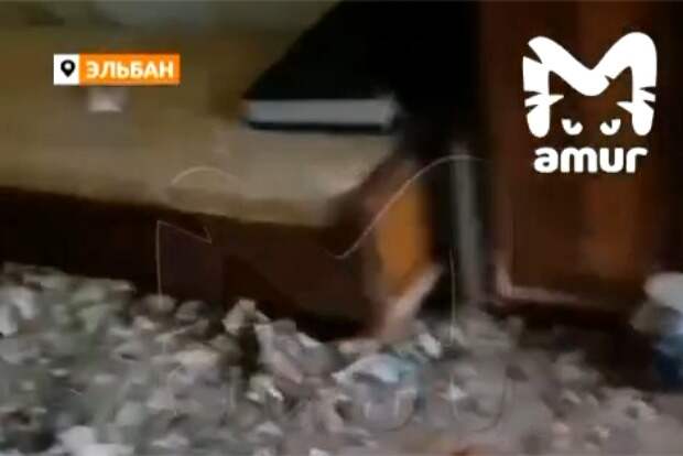 В российском регионе пожаловались на зловонную квартиру-свалку с телами кошек