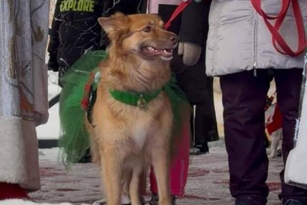 В Тамбове прошёл парад-променад домашних животных в новогодних костюмах