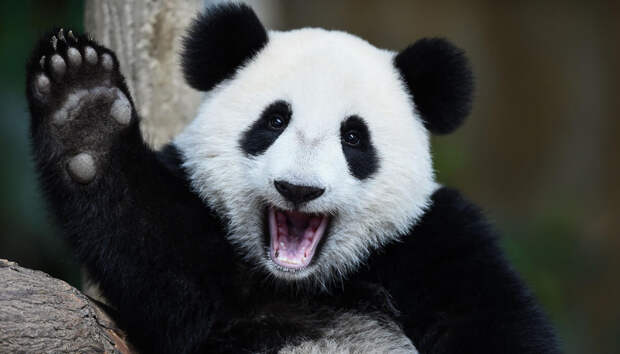 Картинки по запросу panda