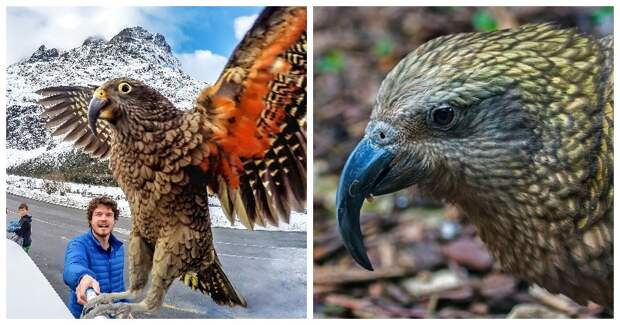 Bigpicture.ru хищный горный попугай кеа из Новой Зеландии.io (1)